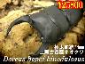 特選虫の市■上阿古谷産ｵｵｸﾜ極太血統74mm成虫ﾍﾟｱ
