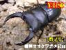 I̎s؍Y60up߱iYnj