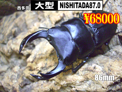 特選虫の市■SUPER個体【NISHITADA87.0】86mmペア