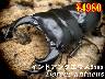 I̎sޱ65upyAi1߱܂
