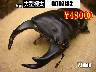 I̎sSUPER́yGODZI82z77mm߱