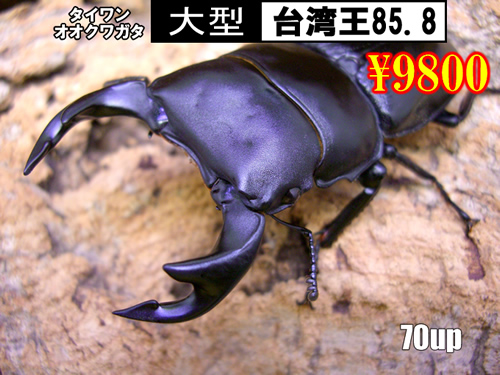 特選虫の市■SUPER個体【台湾王85.8】70up成虫ﾍﾟｱ
