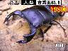 I̎sSUPER́yp85.8z70up߱