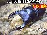 特選虫の市■SUPER個体【NISHITADA87.0】85mm成虫ﾍﾟｱ