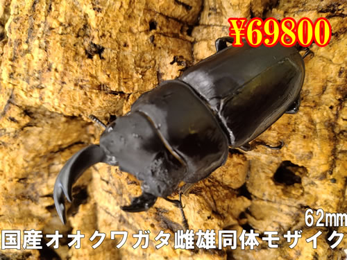 I̎sYܶYӻ޲62mm