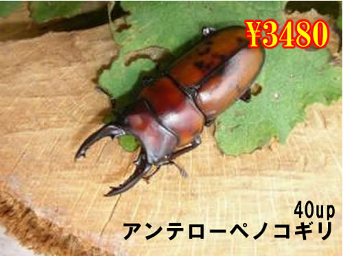 I̎s۰ɺ40up߱(1߱܂