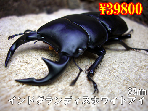 I̎s޸ިyܲız83mm߱
