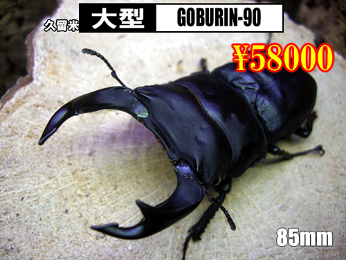 I̎sSUPER́yGOBLIN-90z85mm߱