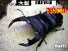 I̎sSUPER́yGOBLIN-90z85mm߱