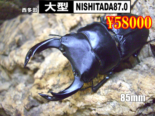 特選虫の市■SUPER個体【NISHITADA87.0】85mm成虫ペア