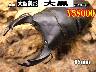 I̎sSUPER́y单z85mmyA