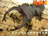 I̎s޲82mmyA
