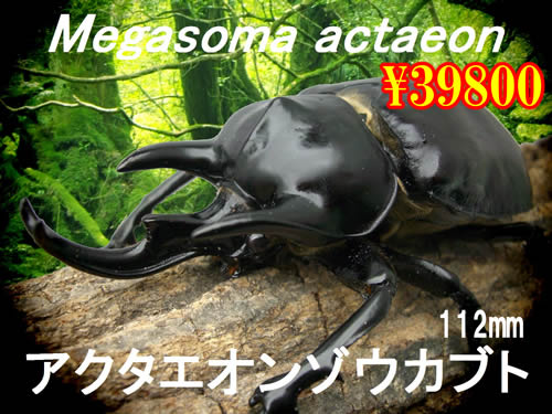 I̎sݿ޳112mmyA