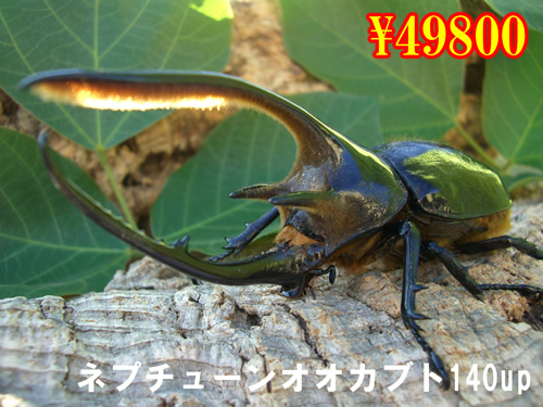 I̎sݵ140up߱