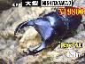 I̎sS́yNISHITADA87.0z87mm߱