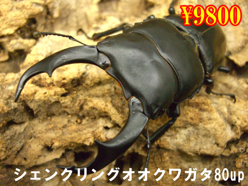 I̎sݸݸ޵80upyA(1yA܂