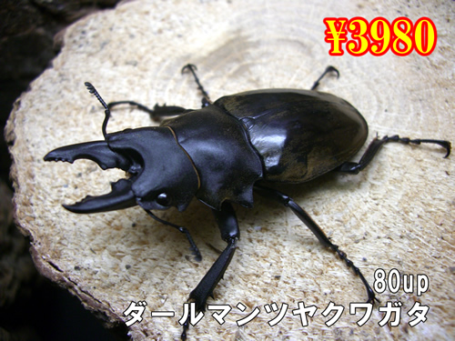 ���I���̎s���ް����Ըܶ��80up�����y�A(1�y�A�܂�