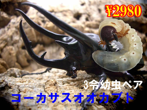 ���I���̎s�������������3�ߗc���߱(1�߱�܂�