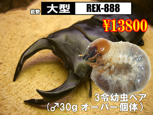 ���I���̎s���yREX-888�z����3�ߗc���߱��30g�`