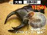 ���I���̎s���yREX-888�z����3�ߗc���߱��30g�`