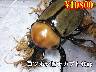 I̎s޼Ŷ40upyA(1߱܂