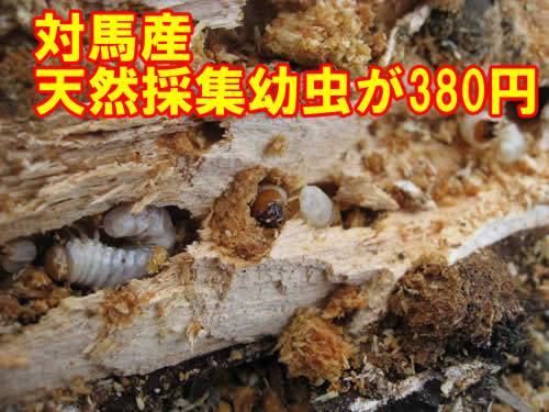オオクワガタ・クワガタ・カブトムシ・昆虫 通販専門店【フジコン】