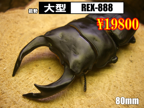 I̎sSUPER́yREX-888z80mmyA
