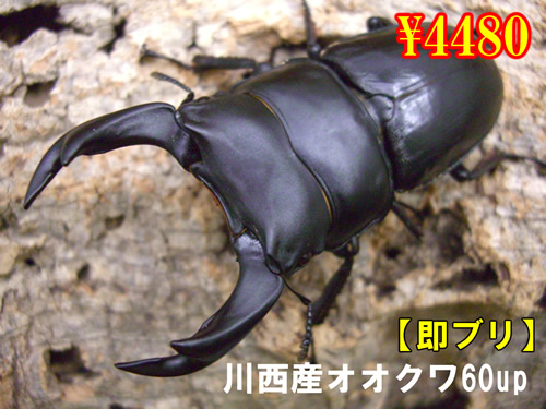 I̎sؐ쐼Y60up߱(1߱܂