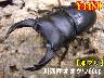 I̎sؐ쐼Y60up߱(1߱܂