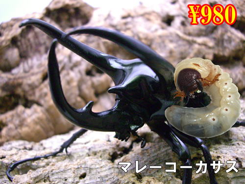 ���I���̎s���}���[�R�[�J�T�X�c��(3���܂�