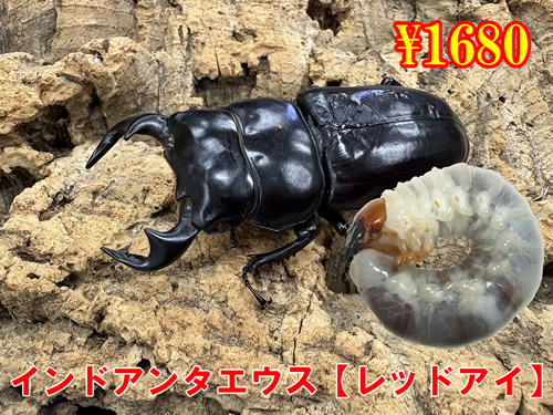 ���I���̎s�����ޱ������yگ�ޱ��z�c��(3���܂�