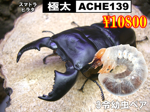 ���I���̎s��SUPER�́y�ɑ�-ACHE139�z3�ߗc���y�A