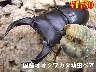 ���I���̎s�����Y���ܶ���c���߱(�Y�n������)(3�߱