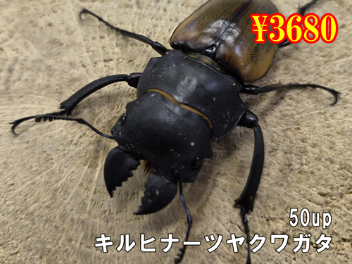 ���I���̎s�����Ű�Ըܶ��50up�����y�A(1�y�A�܂�