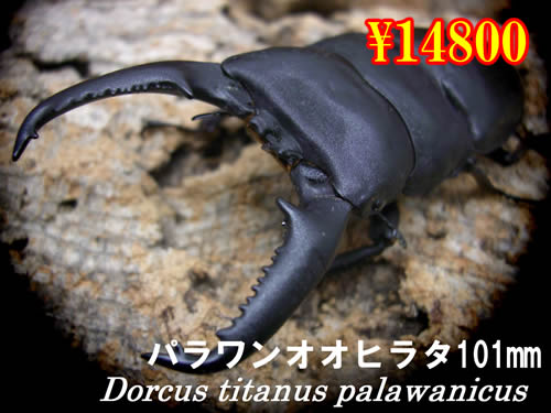 ���I���̎s������ݵ����101mm�����y�A
