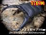 ���I���̎s������ݵ����101mm�����y�A