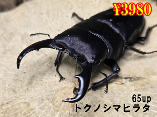 ���I���̎s�������@ĸɼ����65up�����y�A(1�y�A�܂�