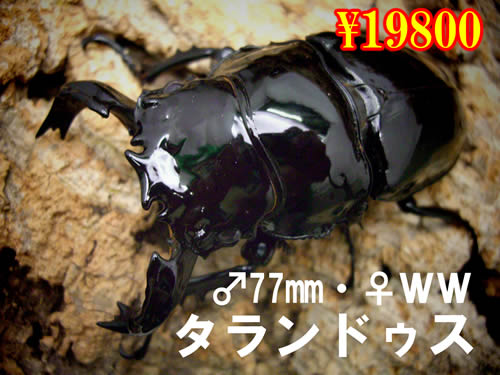 ���I���̎s������ީ����Ըܶ��77mm�����y�A���v�v