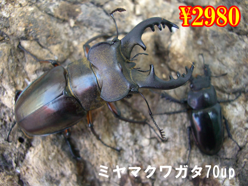 ���I���̎s�����Y��ϸܶ������70up�����߱(1�߱�܂�