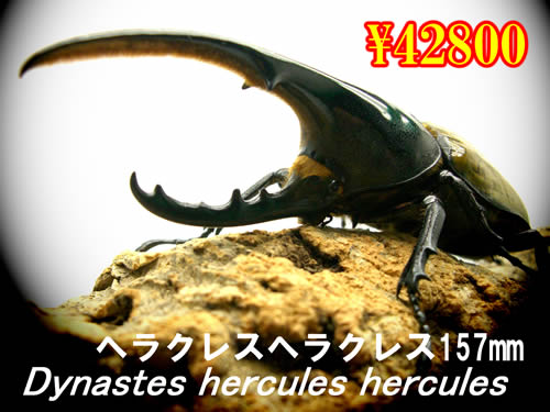 ���I���̎s���׸ڽ�E�׸ڽ157mm�����y�A