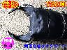 �y�����ɑ��z�{6.4���ÒJ�Y����71mm�����߱