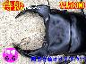 �y�����ɑ��z�{6.6���ÒJ�Y����75mm�����߱