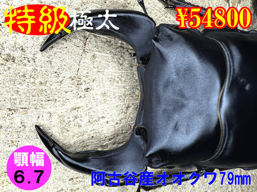 �y�����ɑ��z�{6.7���ÒJ�Y����79mm�����߱