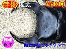 �y�����ɑ��z�{6.7���ÒJ�Y����79mm�����߱