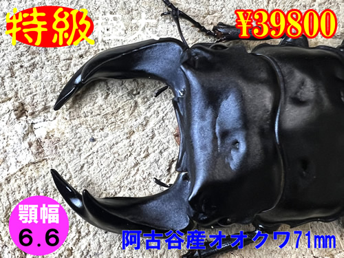 �y�����ɑ��z�{6.6���ÒJ�Y����71mm�����߱