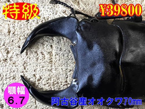 �y�����ɑ��z�{6.7���ÒJ�Y����70mm�����߱