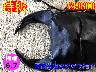 �y�����ɑ��z�{6.7���ÒJ�Y����70mm�����߱