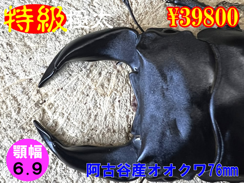�y�����ɑ��z�{6.9���ÒJ�Y����76mm�����߱