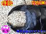 �y�����ɑ��z�{6.9���ÒJ�Y����76mm�����߱