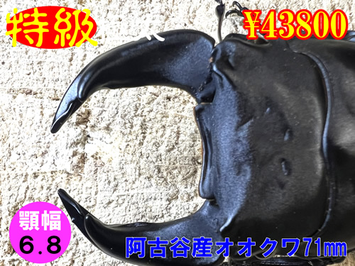 �y�����ɑ��z�{6.8���ÒJ�Y����71mm�����߱